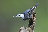 White-breasted Nuthatch